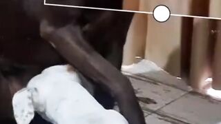 Unexpected animal fails you can't ignore