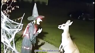 Halloween animals funny