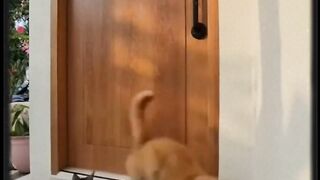 Animal Oops! Funniest Fails You Can’t Handle ????