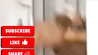 Funny Pets Gone Crazy ????????  Cutest & Funniest Moments of 2025!