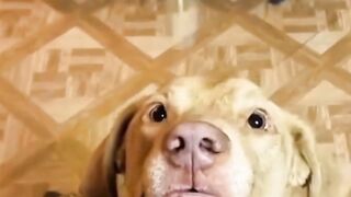 Best Funny Dogs 2025 Cute & Crazy Reactions!