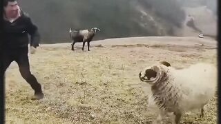 Worldwide Animal Fails 2025  Viral Clips That Broke the Internet!