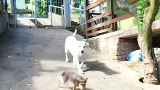 Funny Pets 2