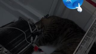 This Cat Fixed a Fridge,Take Over Your Job
