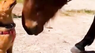 Cutests Dog and Horse Moments You'll Ever See