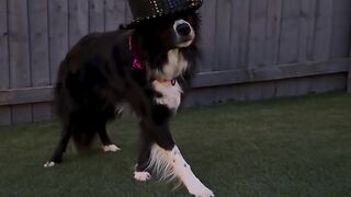 Michael Jackson reincarnated… as a dog ????????