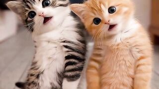 When the beat drops and the cats take over the dance floor
