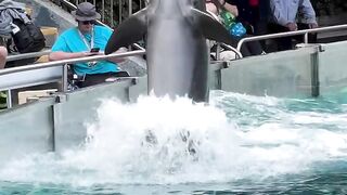 Just a dolphin living its best life