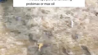 Cara GANTI probiotik dipertengahan budidaya agar lele tidak KAGET