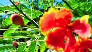 Flowers 48