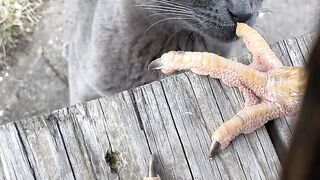 strange cat