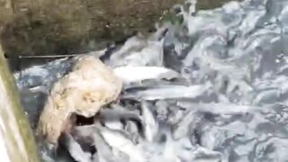 Cara STERILISASI kolam tanah PASCA PANEN dan sterilisasi 1 tahun sekali
