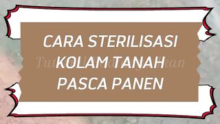 Cara STERILISASI kolam TANAH setelah PANEN