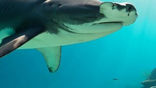 A silent predator gliding over the reef.
