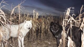 Wolfs