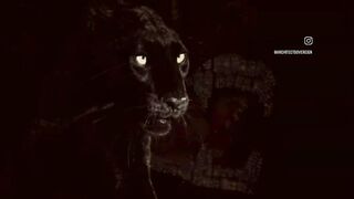 Black panther 6