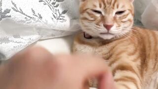 When Your Cat Secretly Identity-Swaps. ????