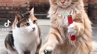 The funny cat 2