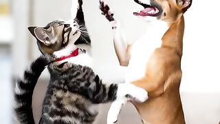 Cat and dog love 2
