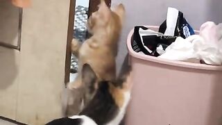 Cat moment 4