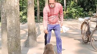 Monkey Funny 2