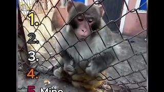 Funniest Animal Movements