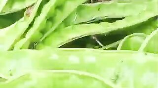 do you know what this is ????????????????