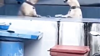 Funny videos 989