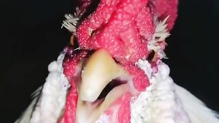 chicken singing
