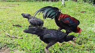 Ayam langka