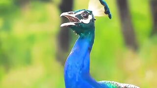 Wonderful sound of amazing creatures