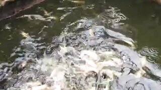 Probiomax bukan hanya untuk lele untuk ikan lain juga bisa