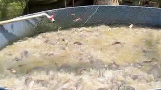Ikan lele bukan hanya makan banyak dan pakan berkualitas tapi butuh ini