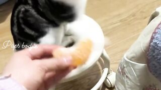 Cats Actions