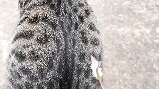 Funny cat moment 3