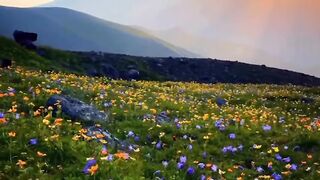 Garden of flower in the mountain