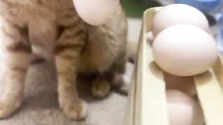 Core cat