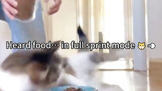 Spirit cat