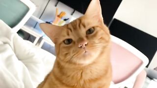 Orange Cats Are Just Built Different