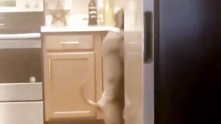 Funny Dogs and Cats Videos That Will Make You Laugh