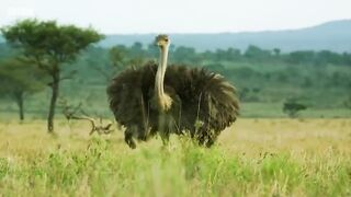 Zalika the Hyena FIGHTS an Ostrich.mp4.2026