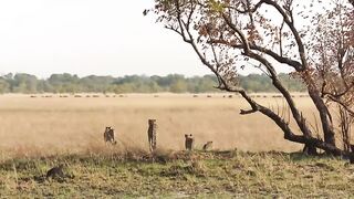 Cheetah Takes on Dangerously.mp4.2026