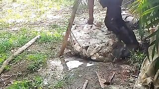 Rubber harvest in the ground
