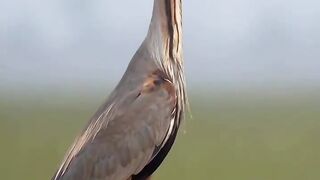 The tossing by purple heron. They love to play with the food #bird #wild #wildlifephotography #reels #viral