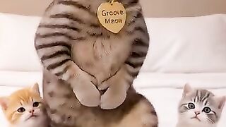 Mommy Cat Party Mode Activated ???? #cats #funnyvideos #dance #dancevideo