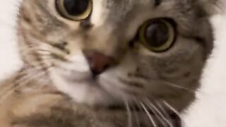 Adorable Cat Meow Meow!