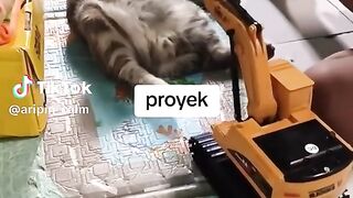 The cat is so sleepy