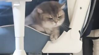 Cat moment 3
