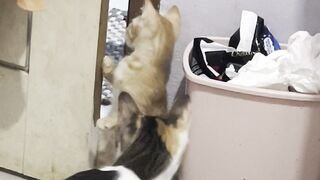 Cat moment 5