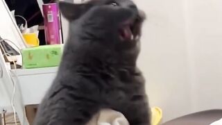 The most hilarious cat I've ever met